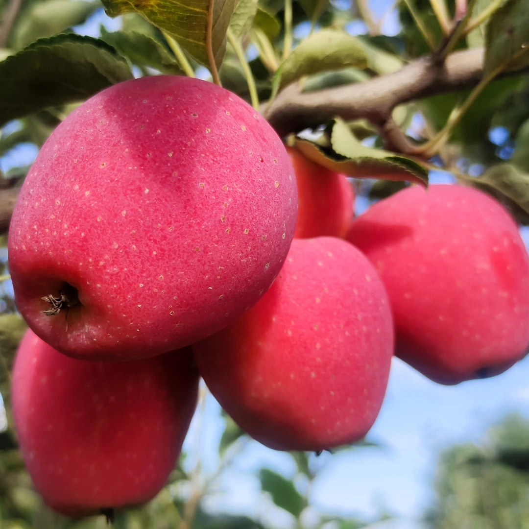 鸡心果锦绣海棠小苹果香脆甜好吃好看