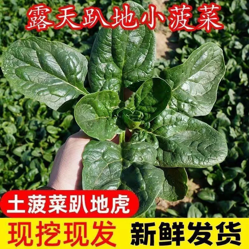 河南露天霜打红根矮秆趴地虎趴地菠菜黑木耳菠菜现挖现发新鲜包邮