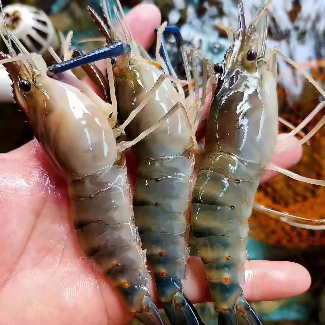罗氏虾   保鲜不包活 部分地区干冰发 2/3斤