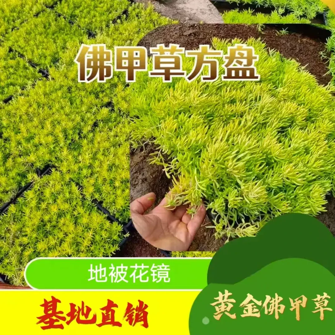 黄金佛甲草花园绿植庭院金叶中华草耐旱四季常绿花境地被造景植物