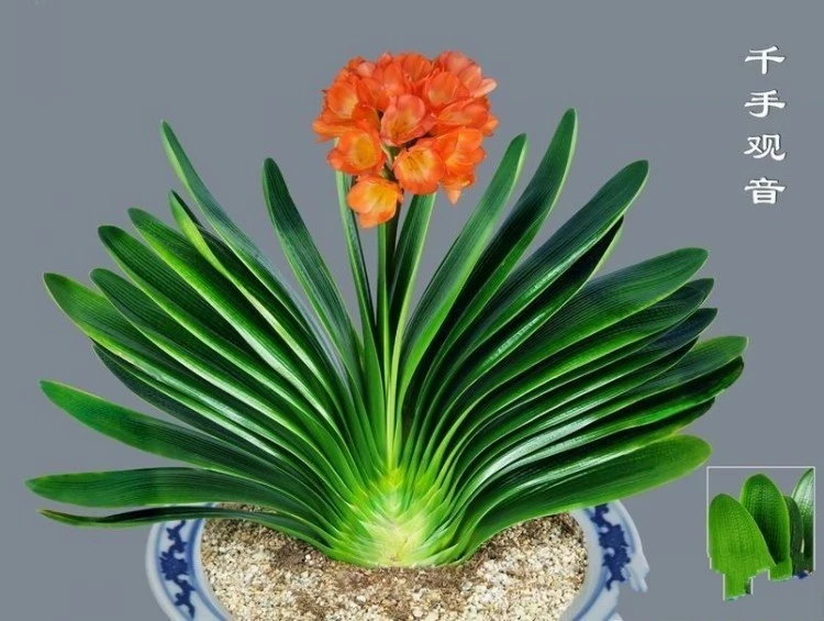 福地君子兰苑一物一拍链接！