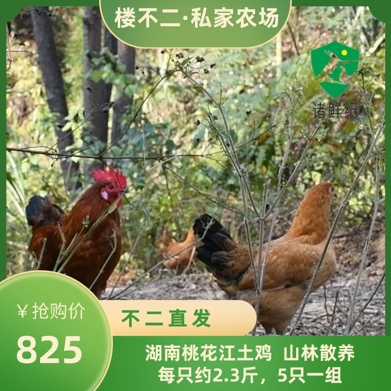 湖南桃江跑山土鸡