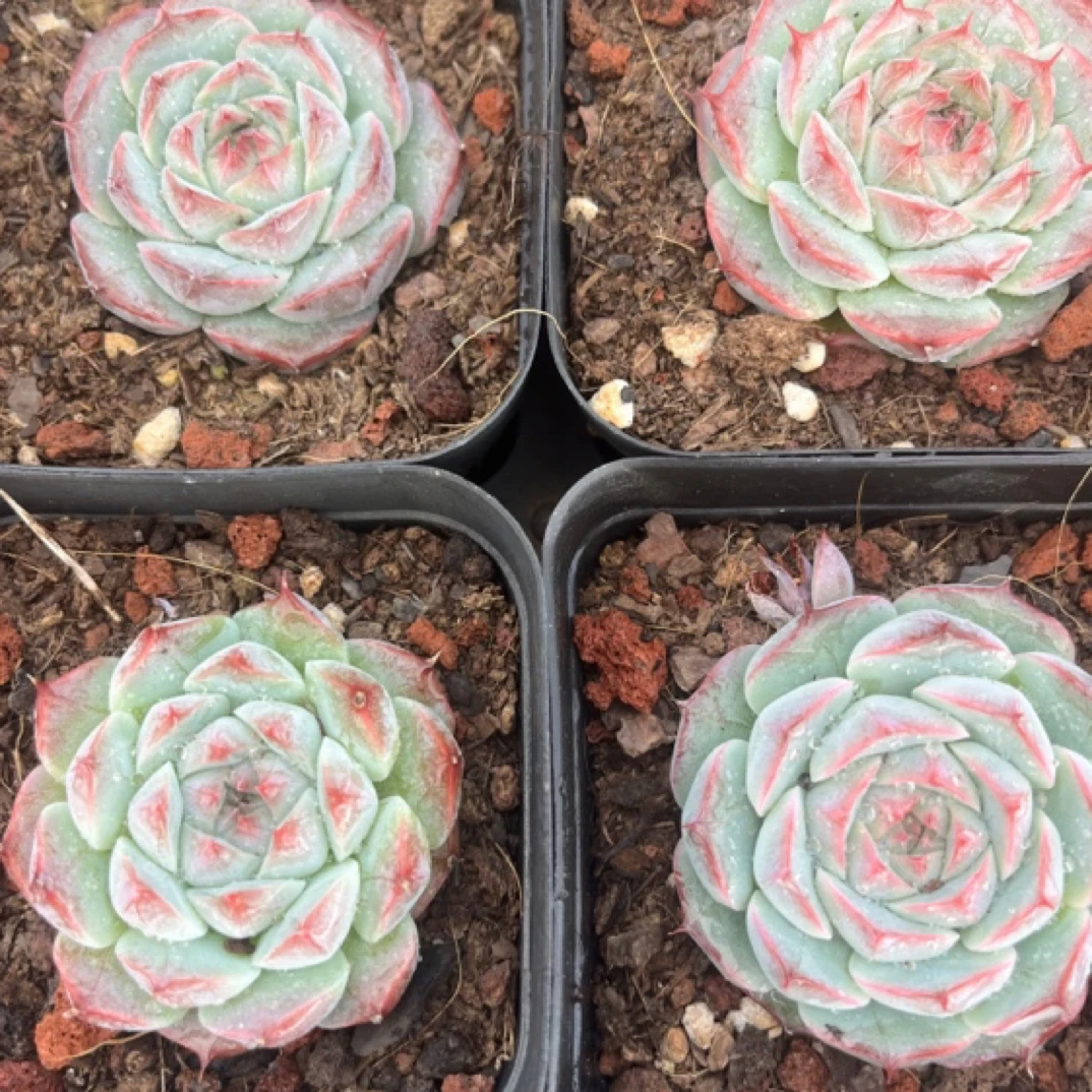 全场满15包邮 素颜单头3-4公分2盆，脱土发货