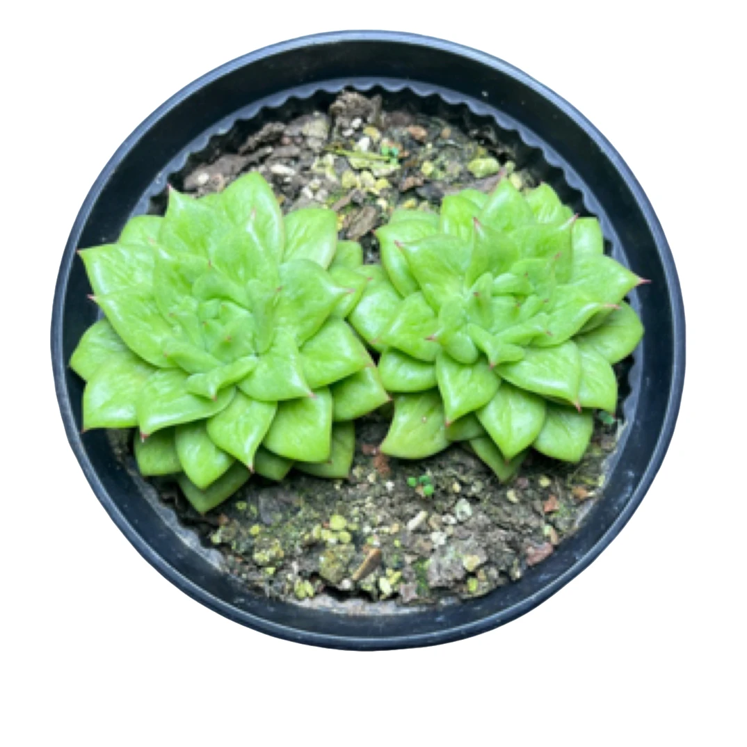 全场满15包邮 蔷薇玛丽亚双头起10公分 脱土发货懒人绿植多肉植物