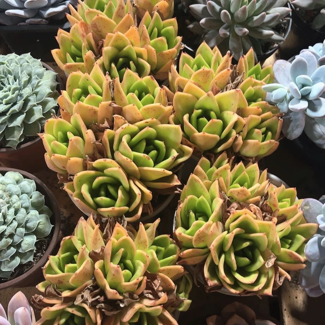 红*晏翠花大群脱土发货