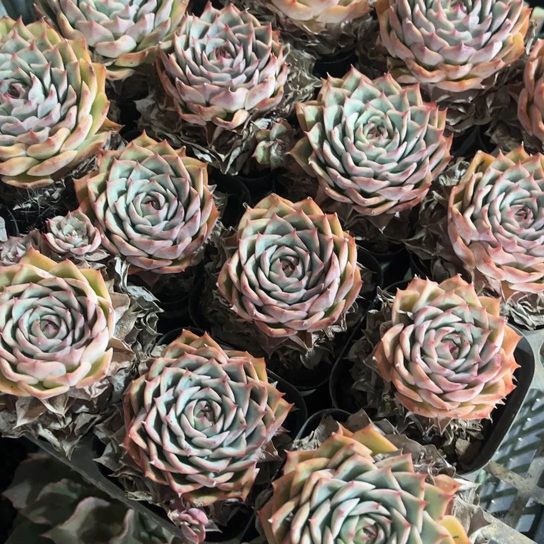 粉色提示老桩一颗