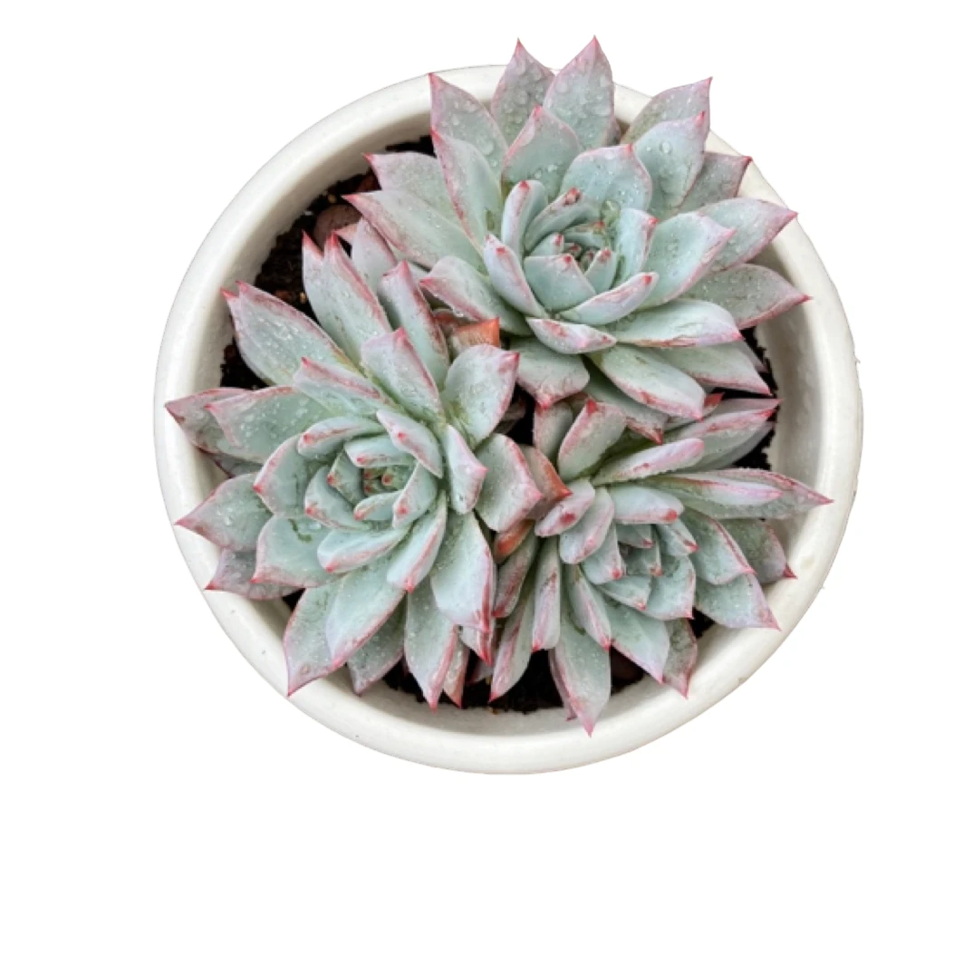 全场满15包邮 粉蓝鸟大群14公分左右砍过 ，脱土发货