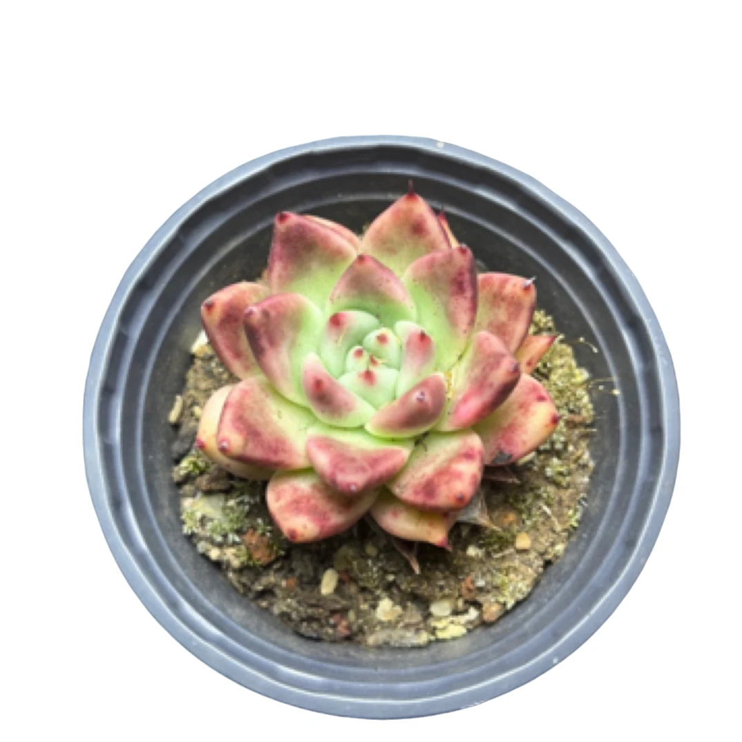 全场满15包邮 红颜蜜语单头4-5厘米，脱土发货