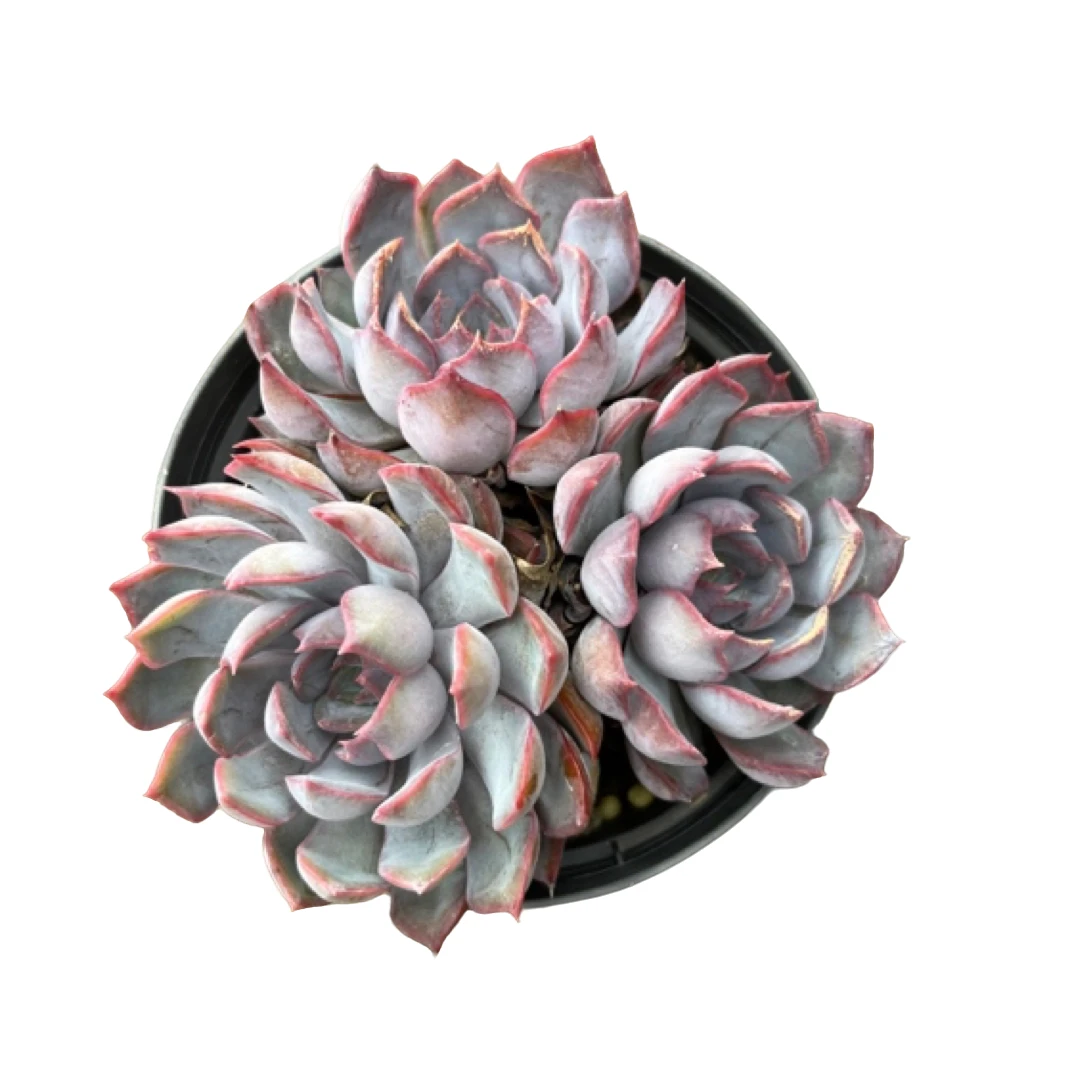 全场满15包邮 暗冰群 脱土发