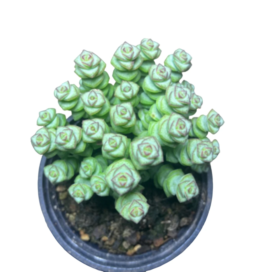 全场满15包邮 钱串群生10头以上 脱土发货