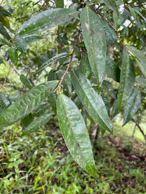 2024年蟒蛇箐高杆 58克