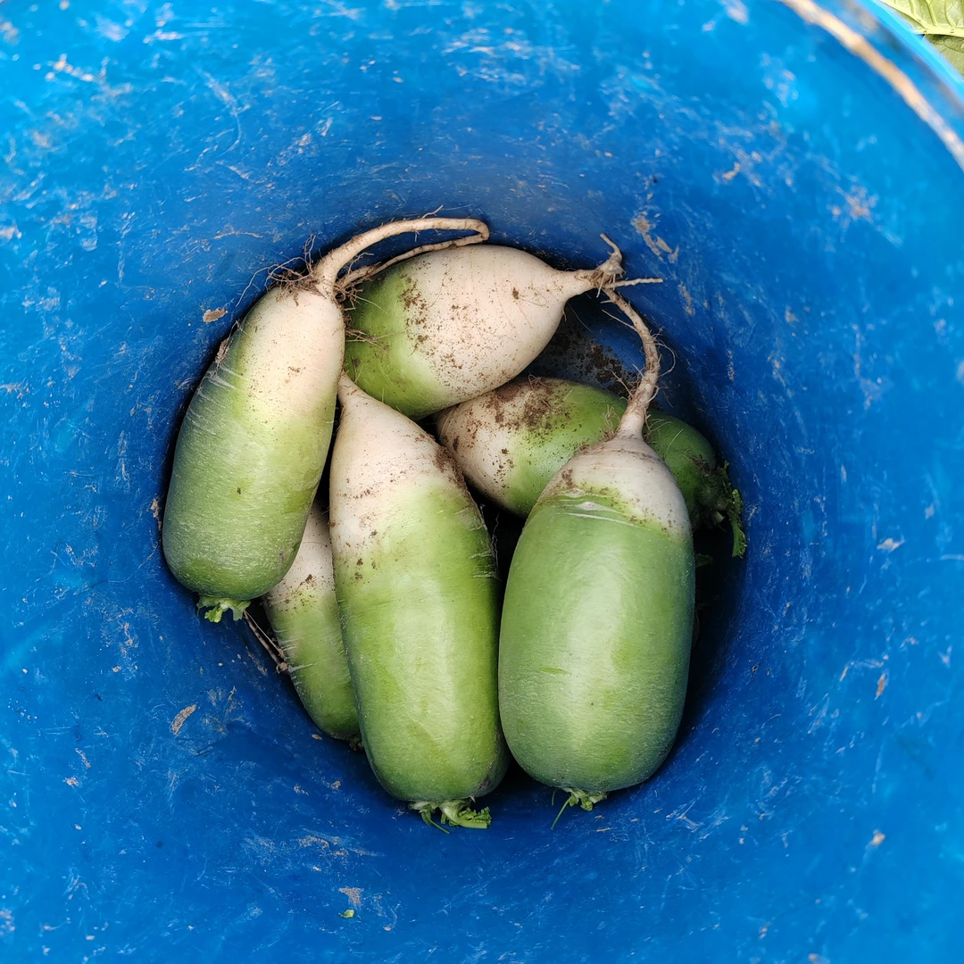 河南沙地青萝卜（老品种白萝卜）农家自种