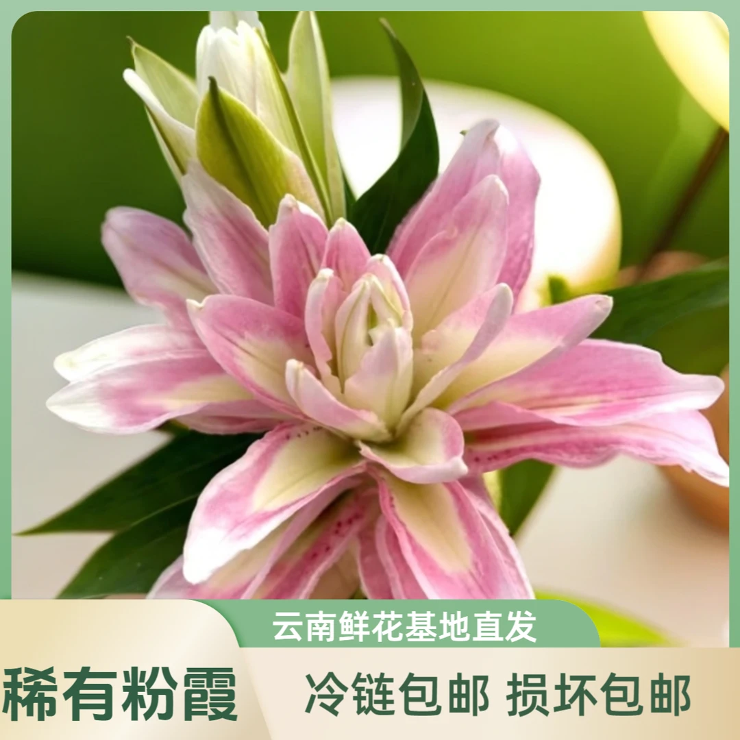 稀有【粉霞】新品种香水百合云南鲜花基地直发家庭鲜花