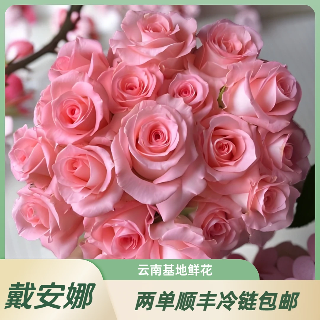 戴安娜 单头玫瑰云南基地鲜花 发货后拒收不售后 【两单顺丰包邮】