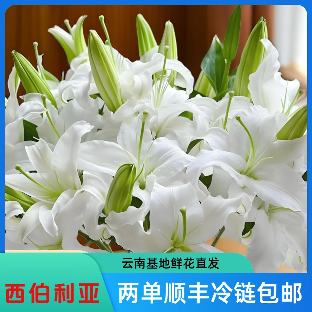 西伯利亚百合云南基地鲜花超长花期家庭插花【顺丰包邮】鲜切花