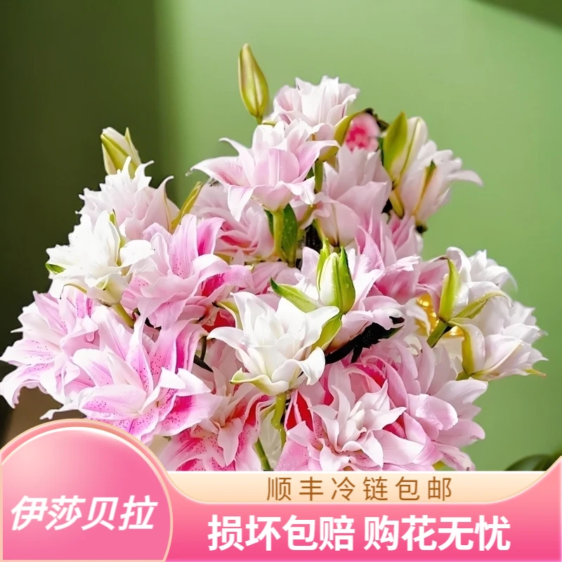 高品质重瓣伊莎贝拉 顺丰包邮 香水百合 云南基地直发 家庭鲜花