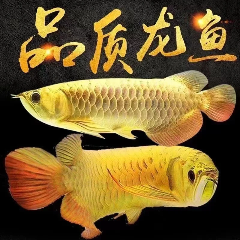 马来西亚练手纯金龙鱼26-28cm