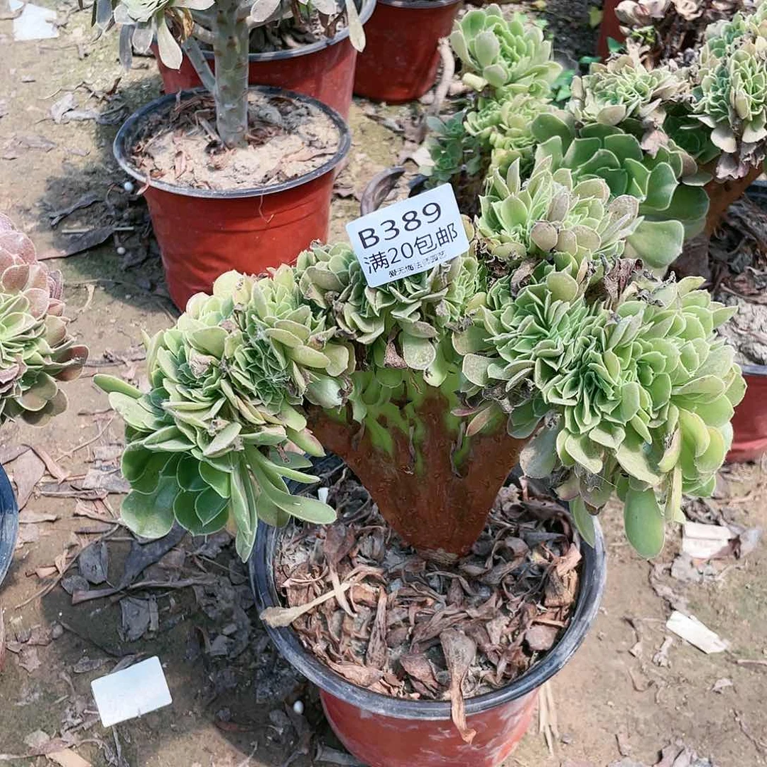 389玫瑰缀化多肉法师多肉法师