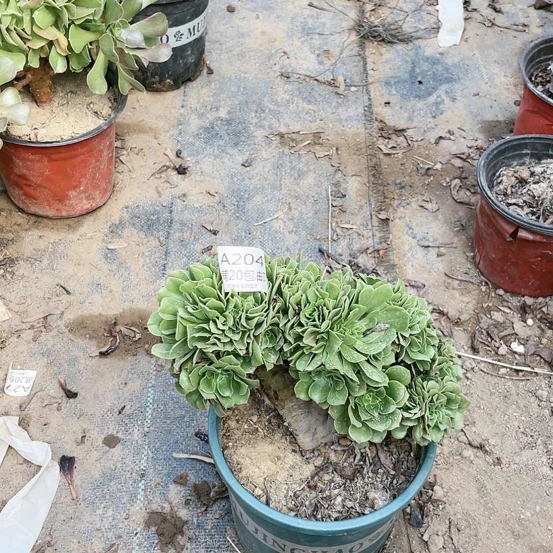 204绿羊绒缀化多肉