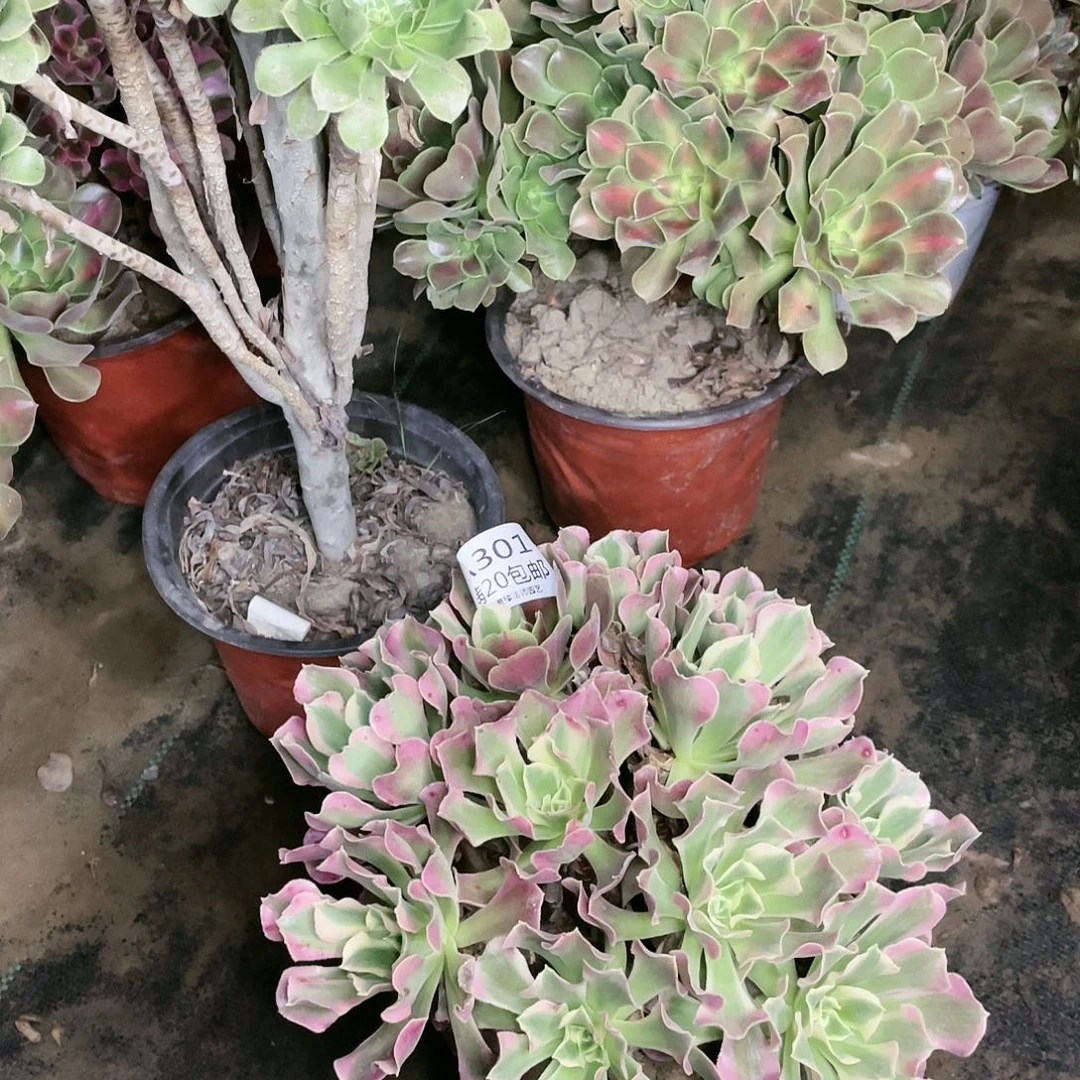 301白凤有伤养死不包赔