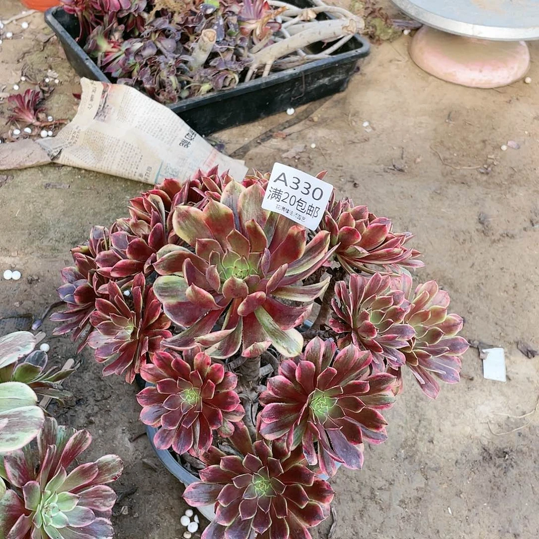 流***娥330祝融法师养死不包赔