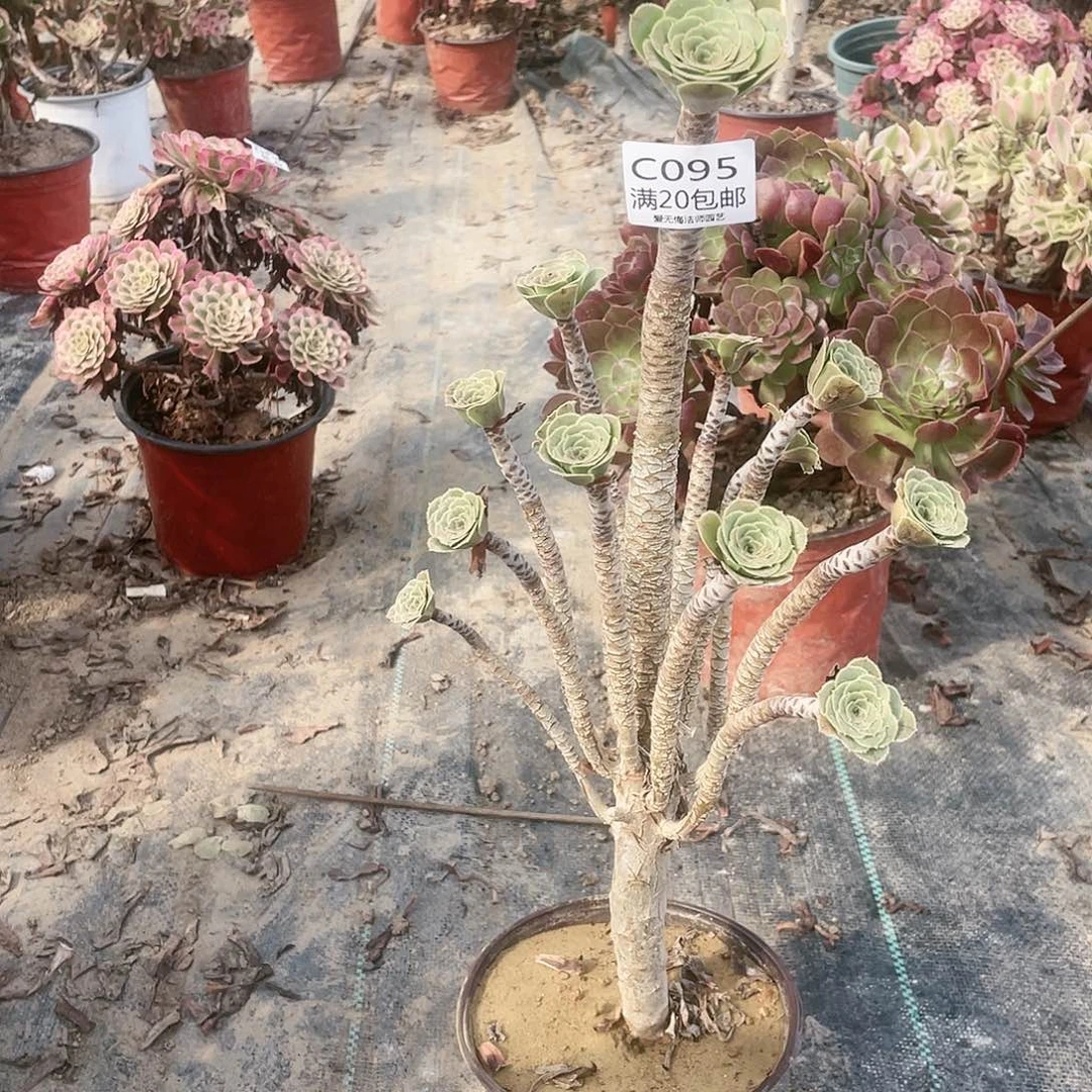 95原始绿多肉养死不包赔