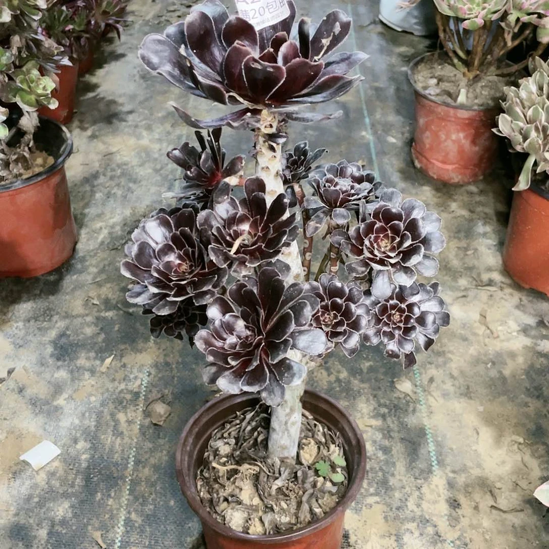 210巧克力树养死不包赔