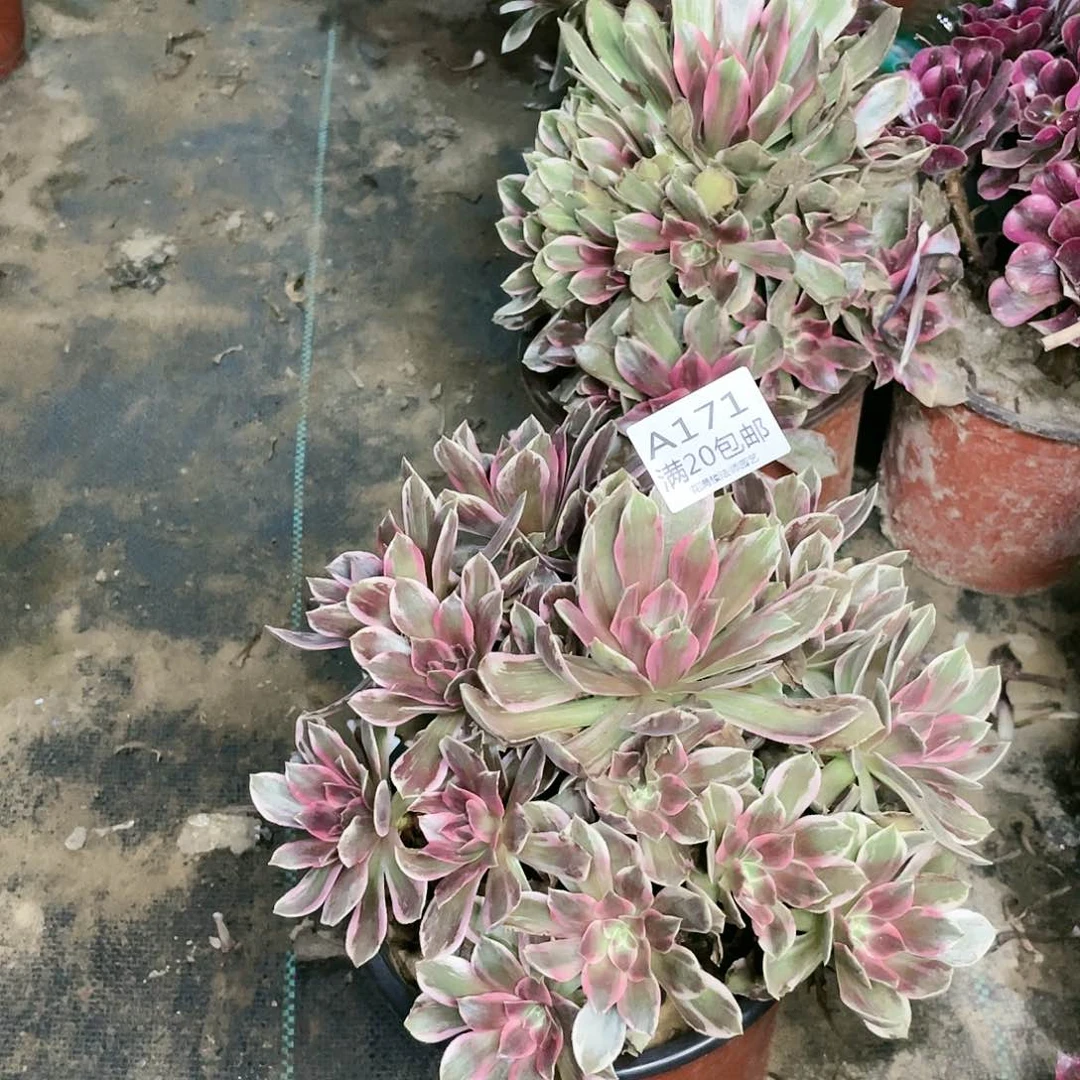 171浣纱养死不包赔