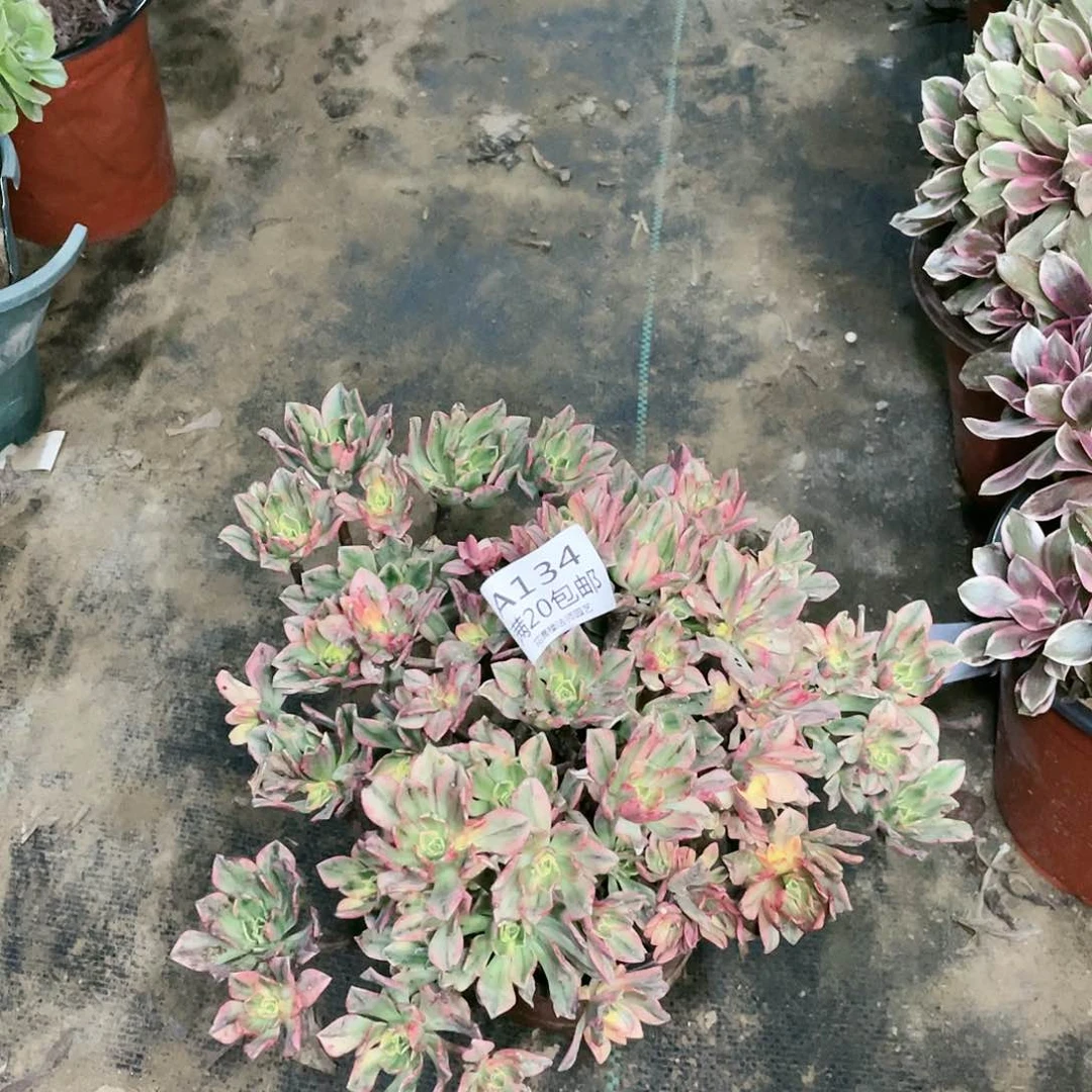 134甜茶养死不包赔