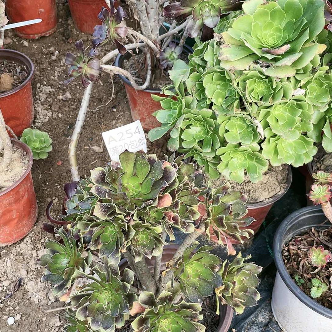 254灰法师养死不包赔