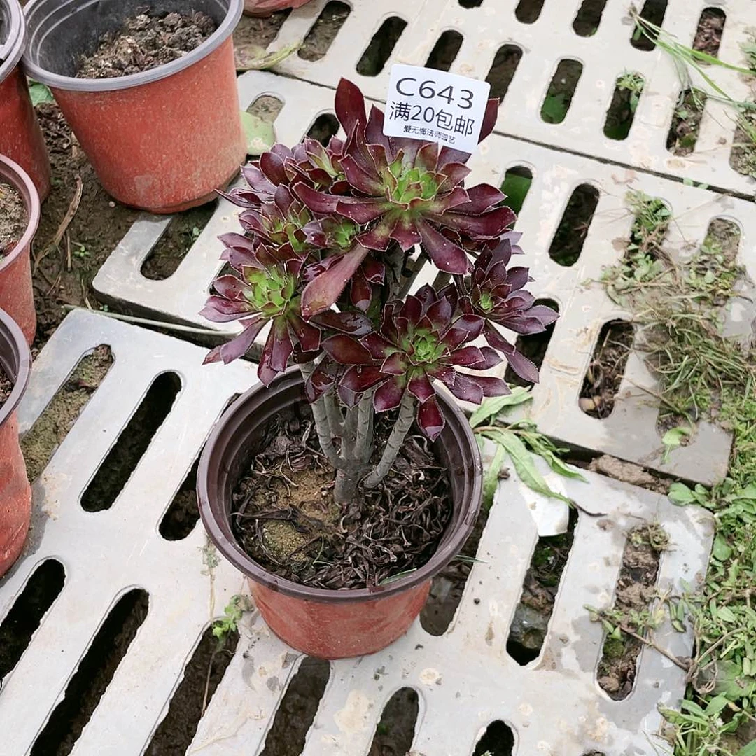 643黑法师多肉养死不包赔