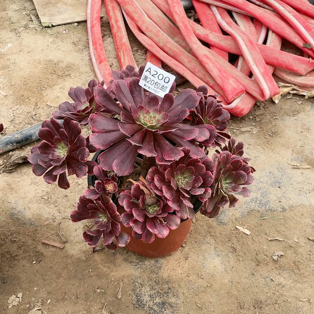 200烟花多肉小损不包