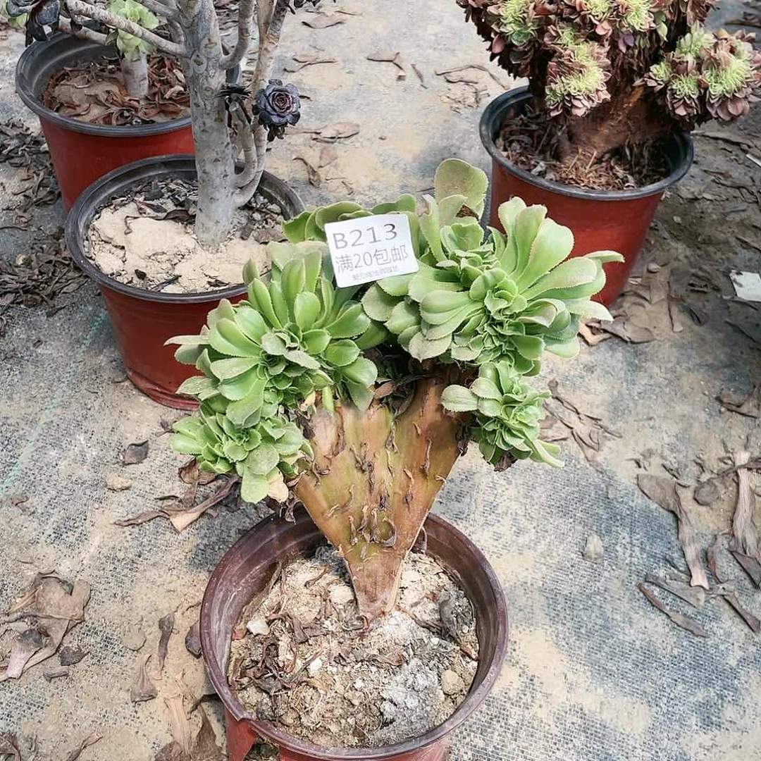 213小叶香炉盘缀化养死不包赔