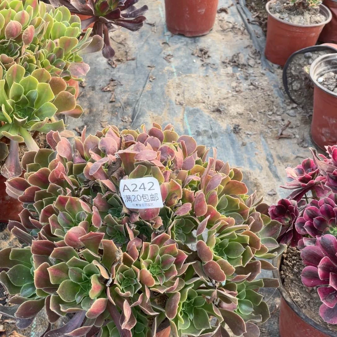 君*%242女巫中斑多肉法师