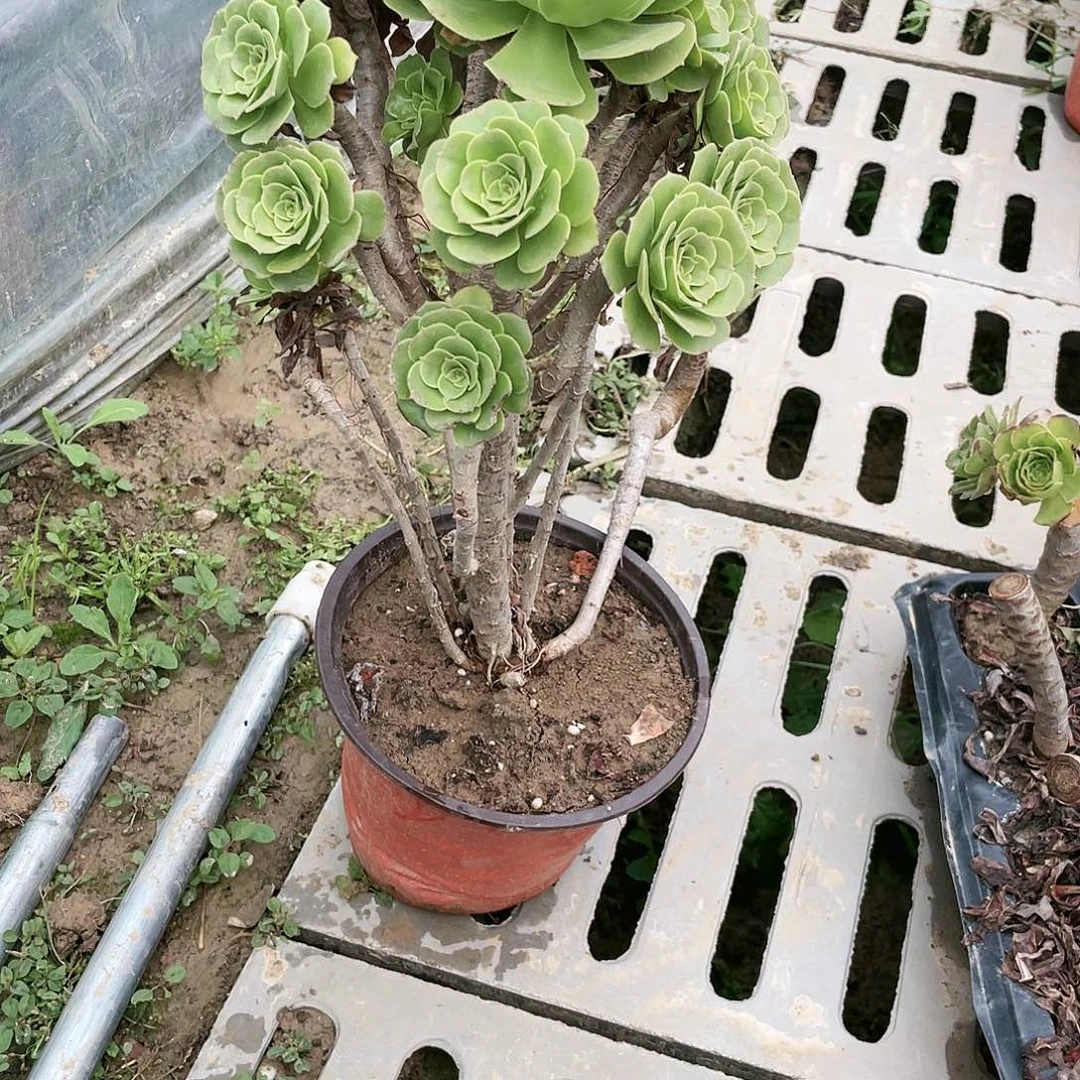 645绿羊绒多肉有伤养死不包赔