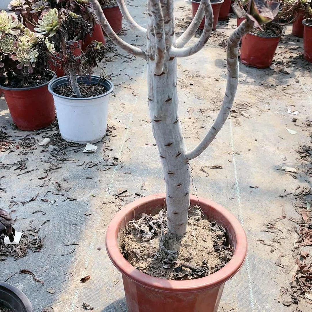 用****0414巫du养死不包赔