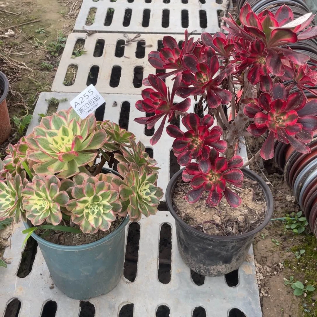 君*%255组合多肉有伤法师