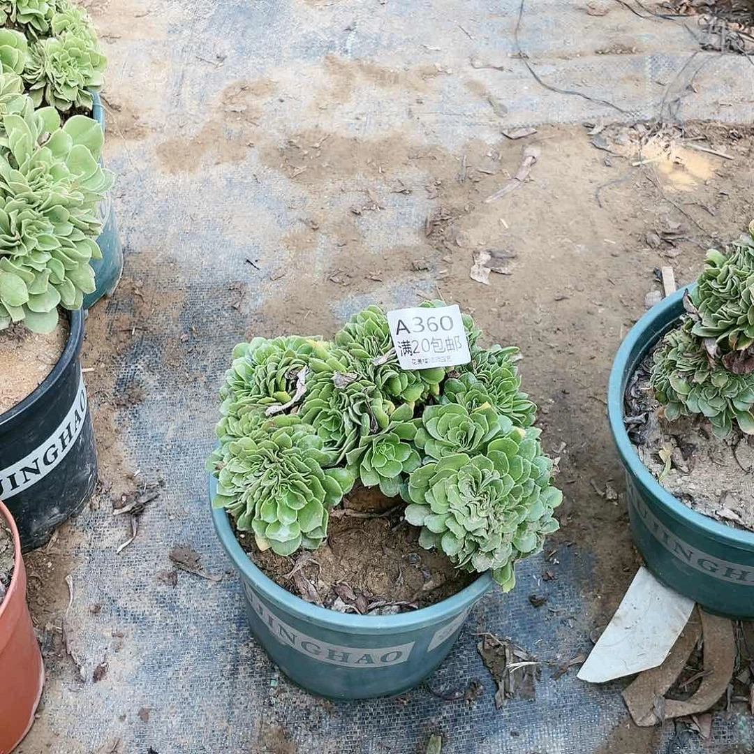 ?**?360绿羊绒缀化养死不包赔