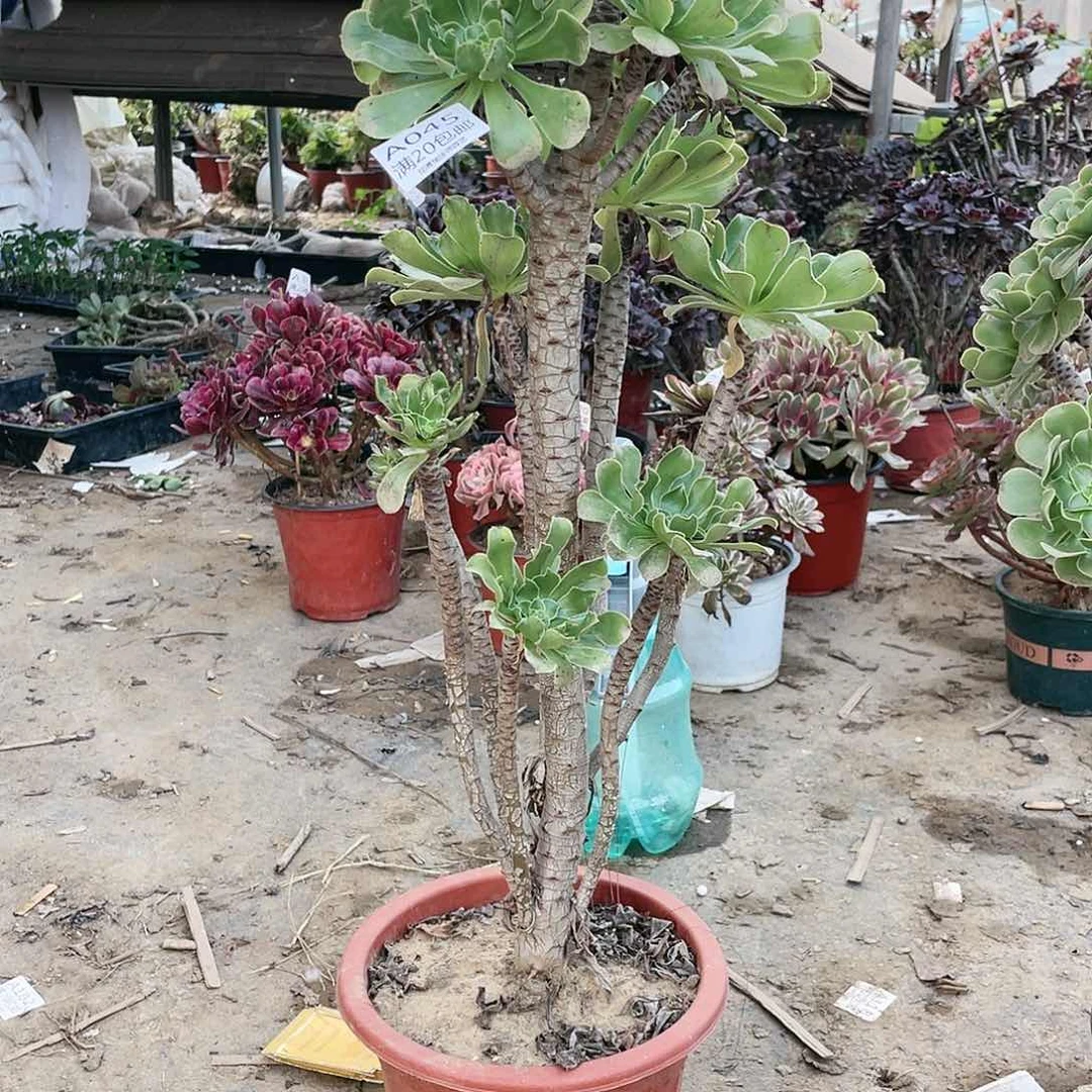 045绿法师养死不包赔