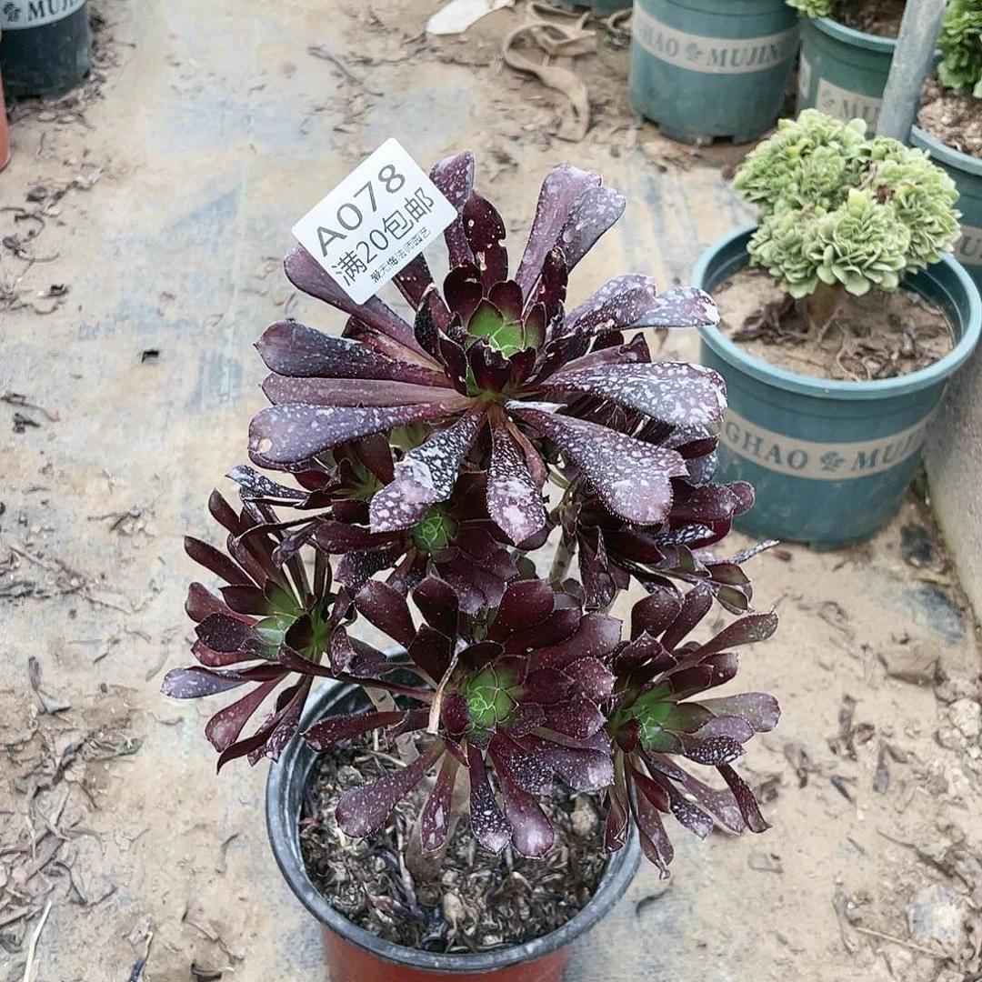 078黑法师多肉法师