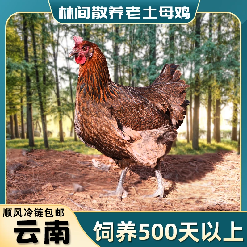 滇鲜生【土母鸡】云南高原走地鸡高山林间散养正宗玉米喂养土鸡煲汤