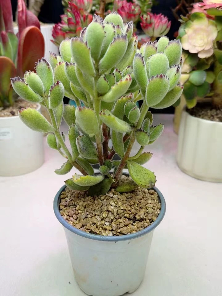 熊童子 好看好养 办公室多肉留着绿植盆栽