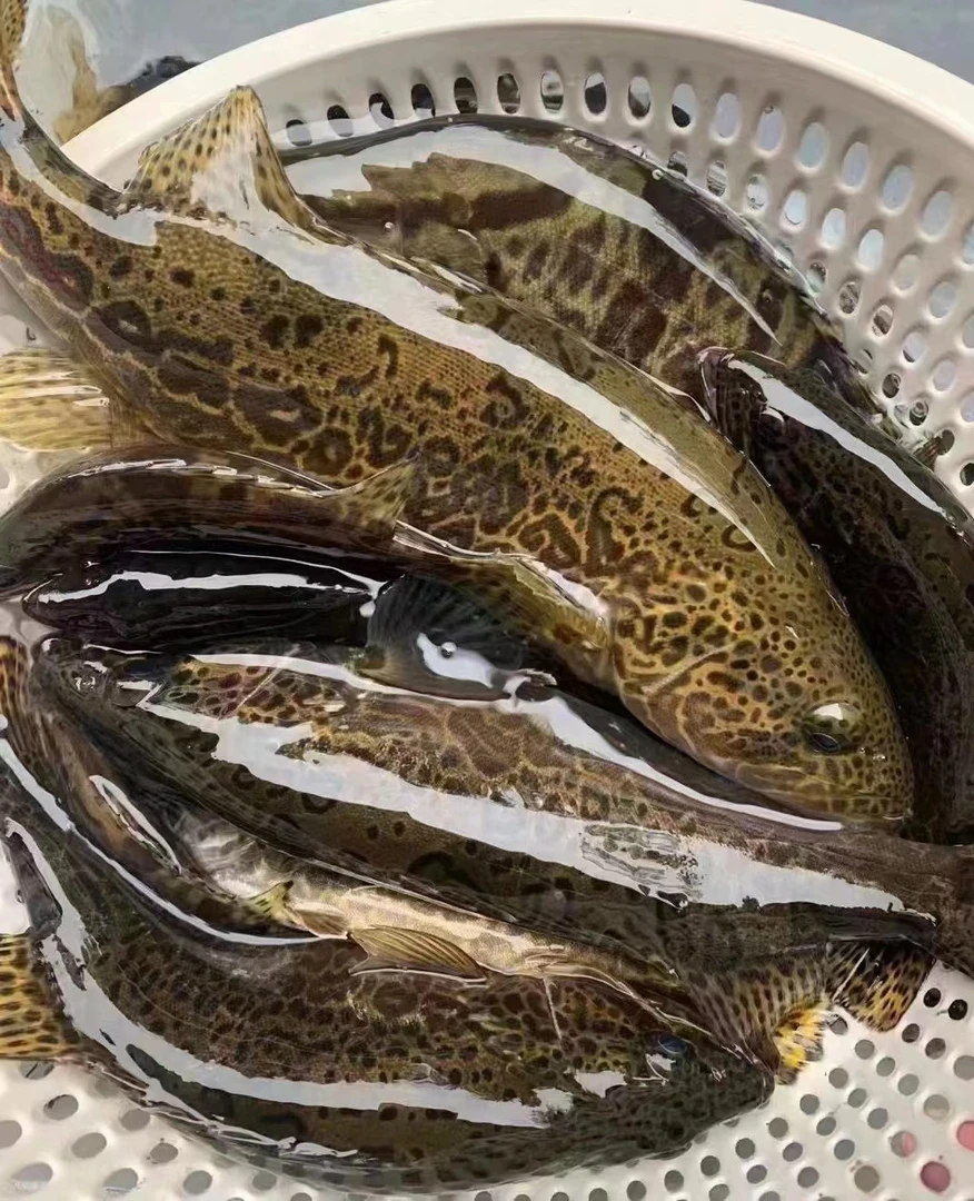 斑鳜老虎鳜活鱼包邮