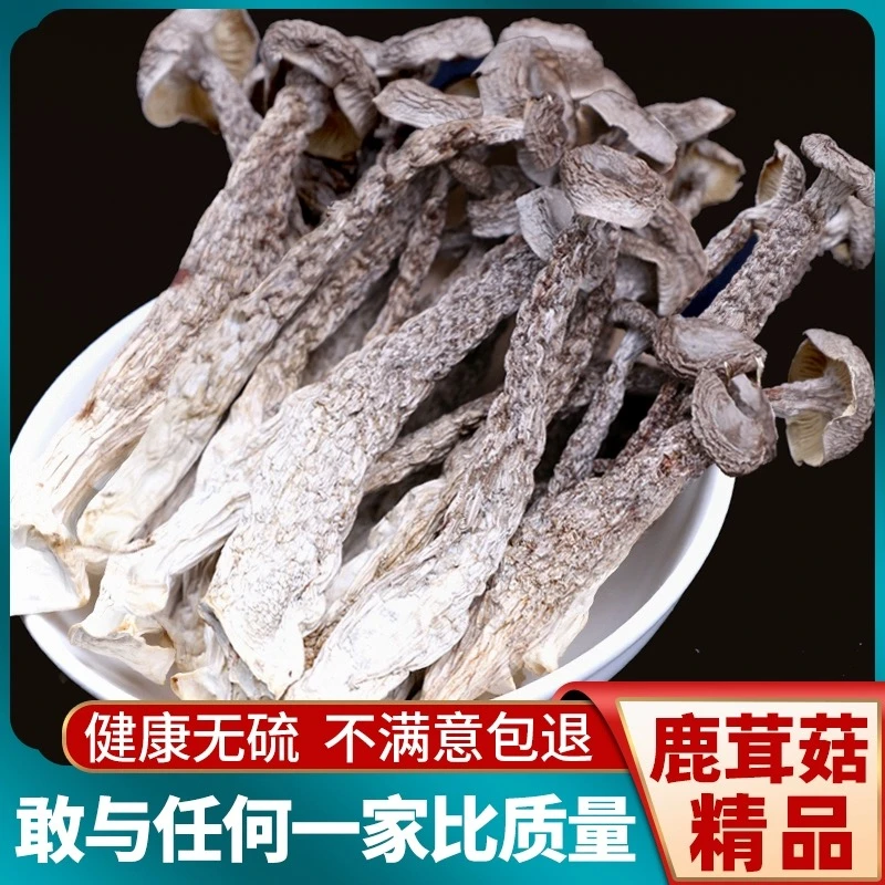 高品质鹿茸菇新鲜采摘优质鹿茸菇去根无砂营养煲汤炒菜