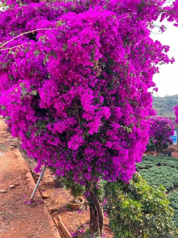 安格斯云南紫庭院办公棹爬腾植物开花能手