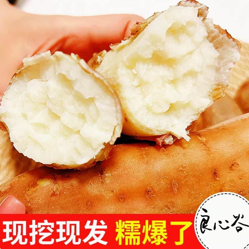 【良心谷】哈密白薯 软糯香甜 甄选食用 皮薄肉多生态种植美味