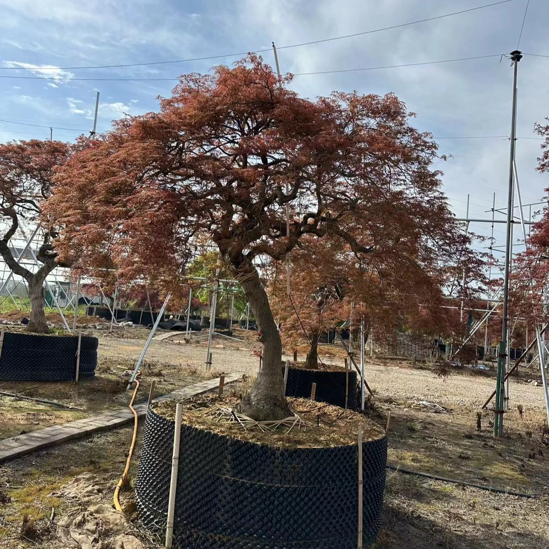 精品庭院景观羽毛枫绿植盆栽花镜【一物一拍】