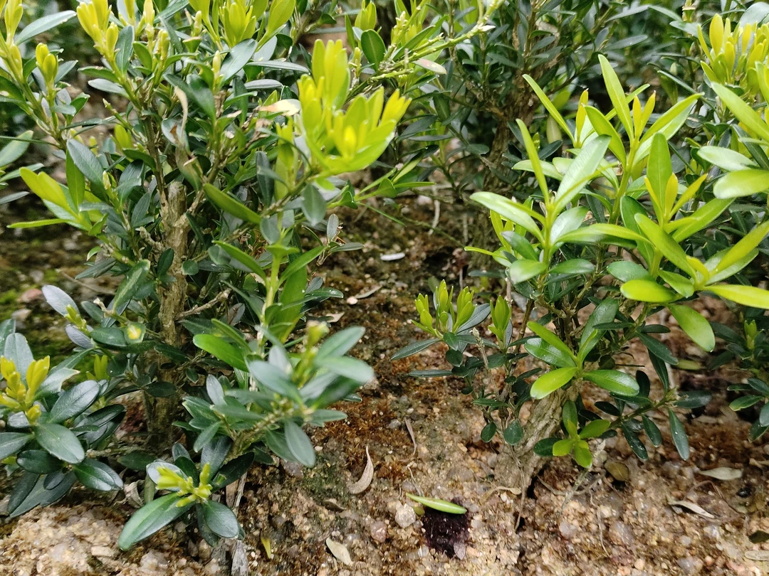 雀舌黄杨苗，港澳台，新疆，偏远山区不包邮