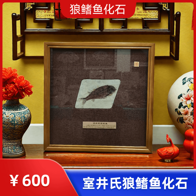 辽西化石室井氏狼鳍鱼复古摆件化石标本科普精品摆件精装裱化石