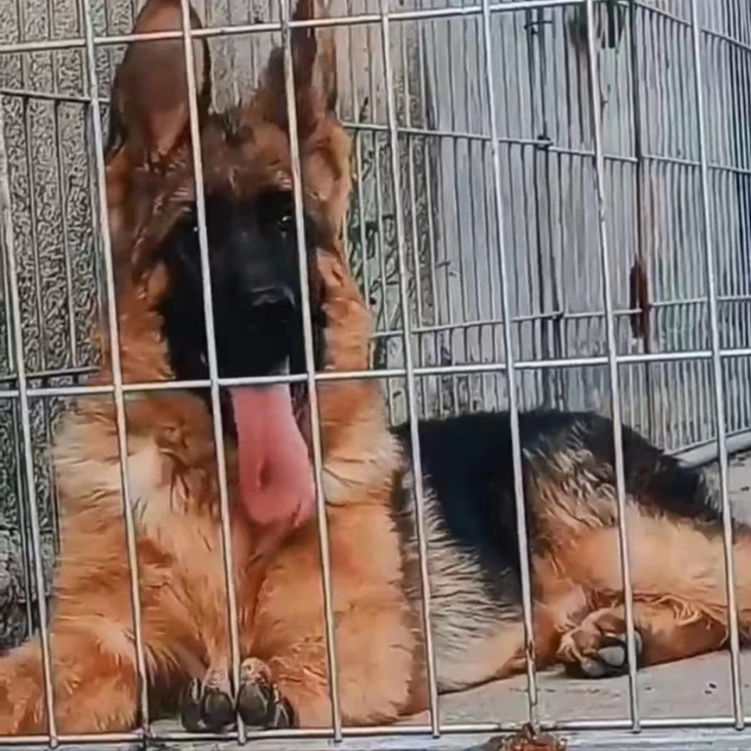 狗笼猪舍长孔围网铁丝网